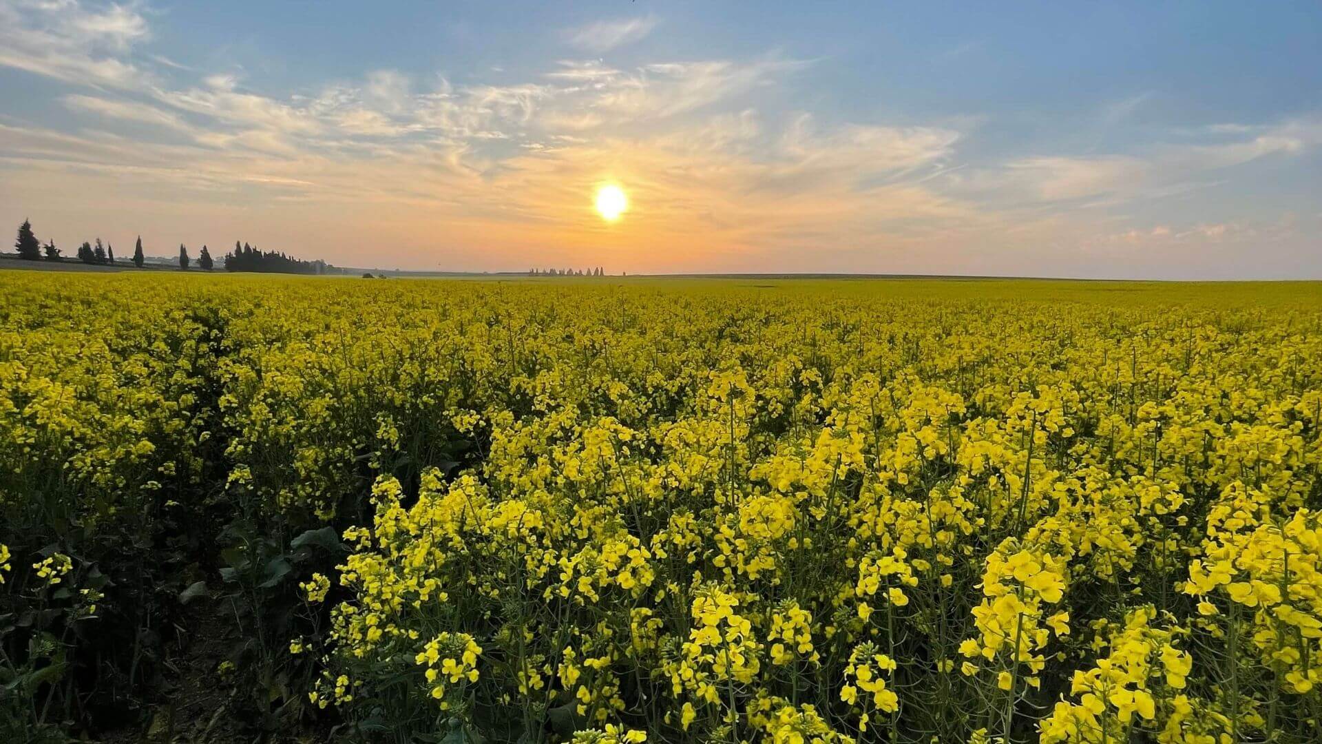 שדה פרחים במציאות
