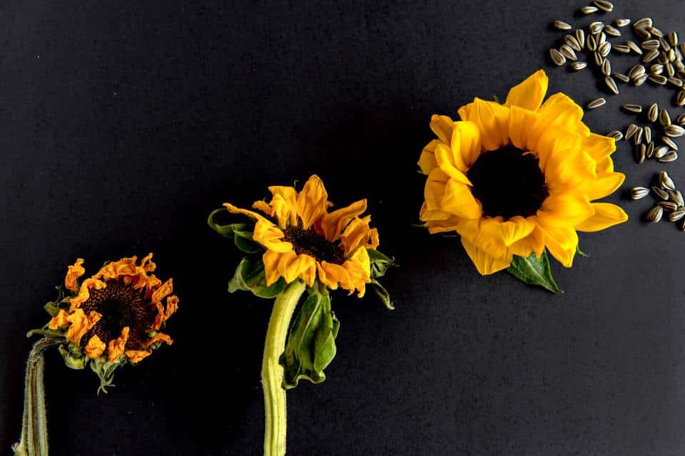 מחזוריות החיים